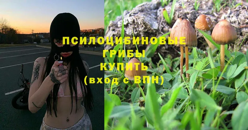 Галлюциногенные грибы Magic Shrooms  Невинномысск 